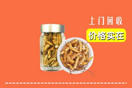收购资讯:沈北新区回收散虫草